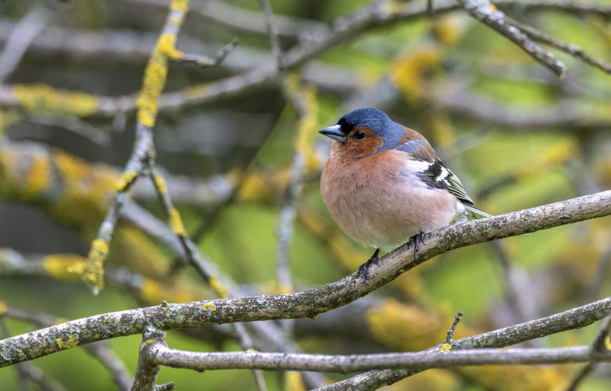 зяблик - юрий макаров