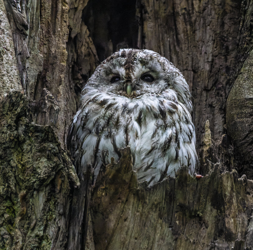 серая неясыть.молодая. - юрий макаров