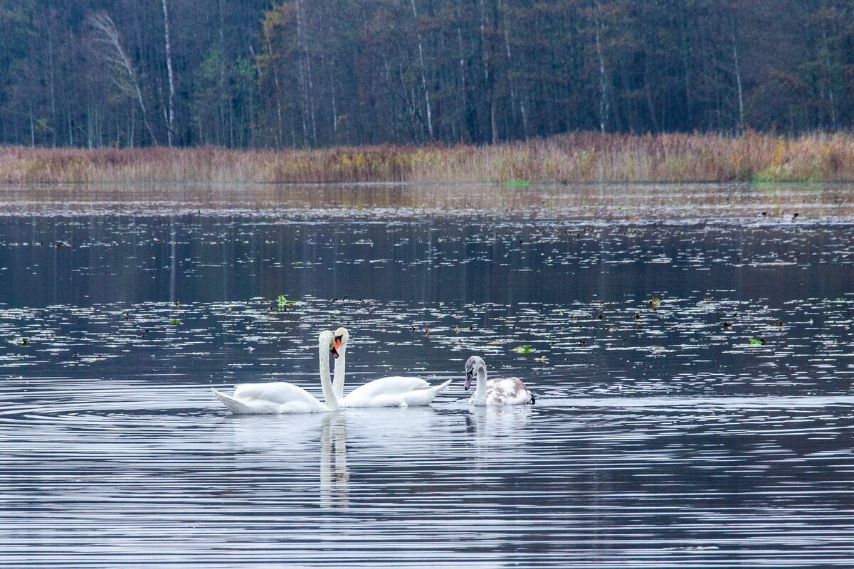---- - Галина Ложечникова