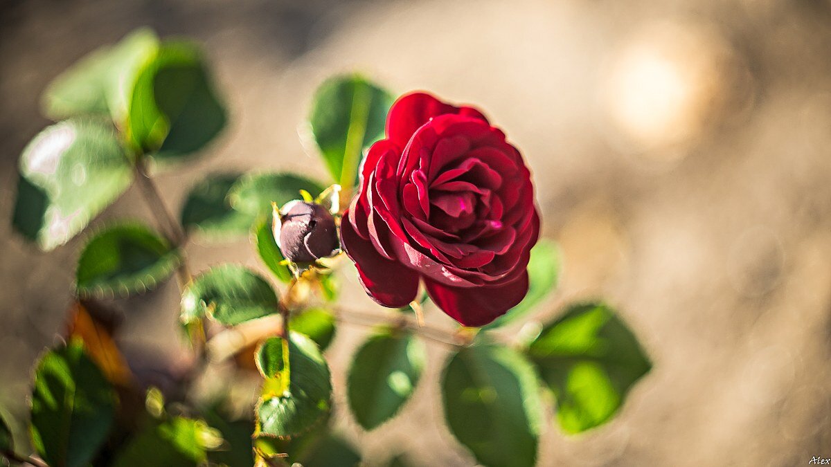 3994 - Alex . 3994 - Alex .