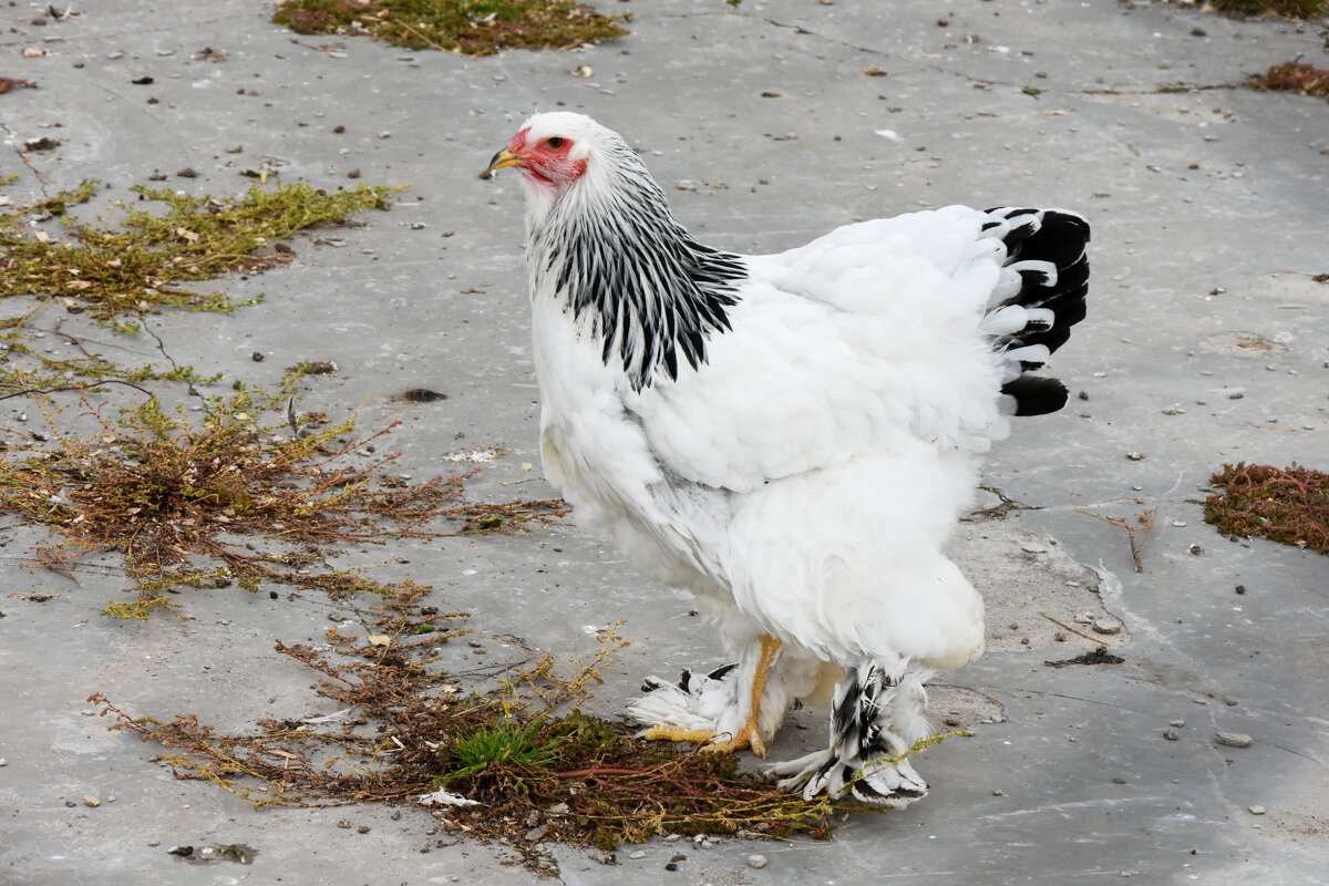 Московская область. Серпухов. Ферма «Русский страус». Куры Брама. - Наташа ***** Московская область. Серпухов. Ферма «Русский страус». Куры Брама. - Наташа *****
