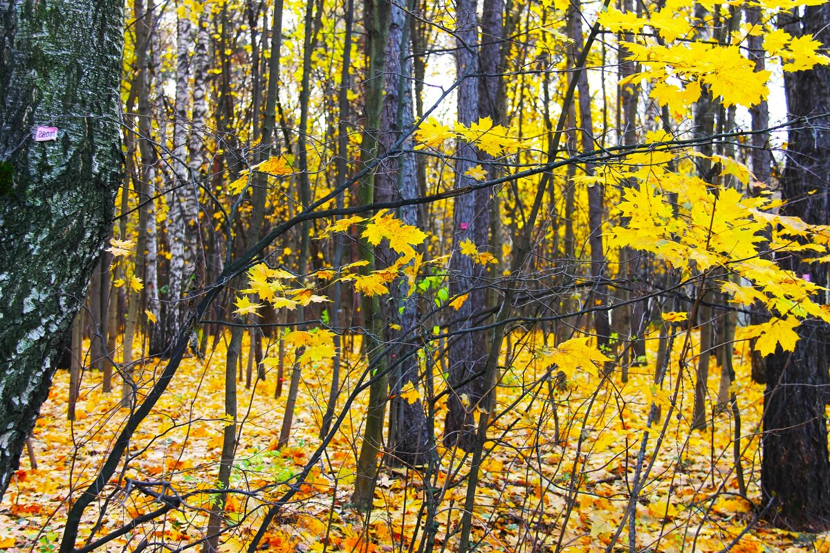 ЛИСТОПАД, ЛИСТОПАД ЛИСТЬЯ ЖЕЛТЫЕ ЛЕТЯТ - Валентина 