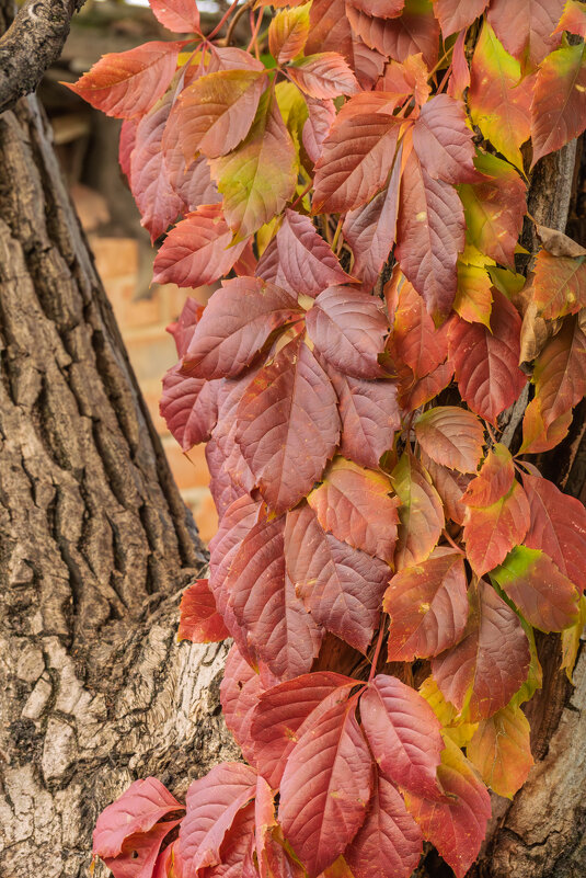 Осенний этюд - Игорь Сикорский Осенний этюд - Игорь Сикорский