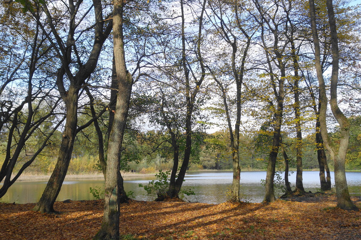 Озеро Лесное, Калининград - Рита Симонова