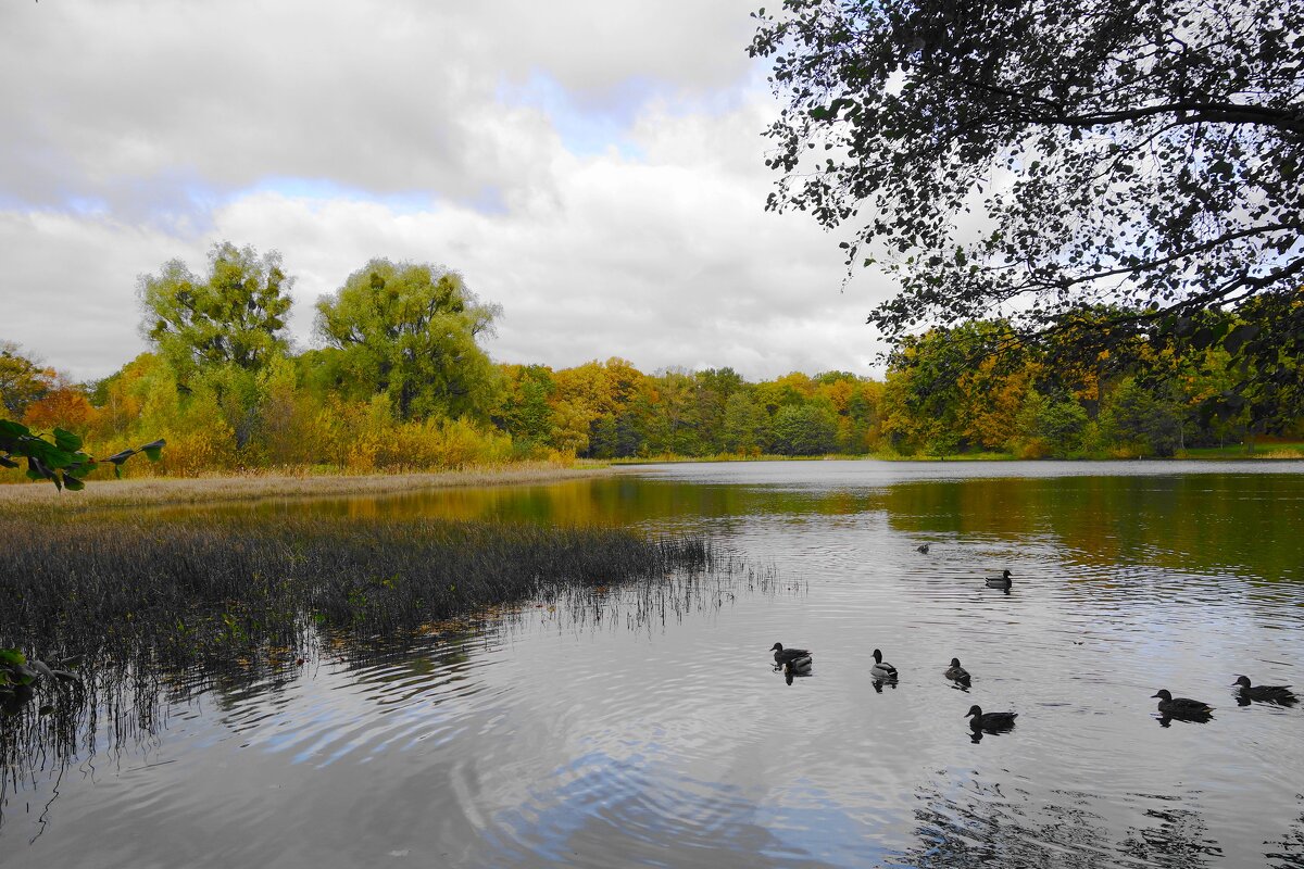 Озеро Лесное, Калининград - Рита Симонова Озеро Лесное, Калининград - Рита Симонова