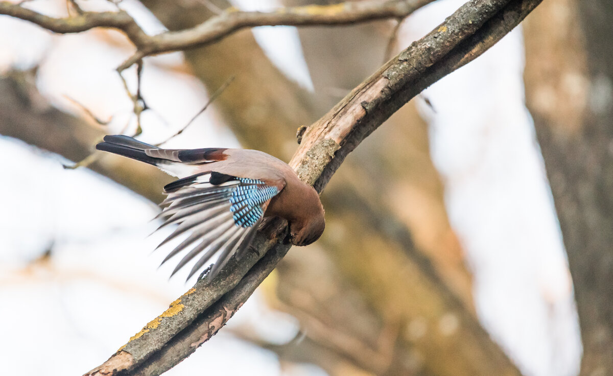 Сойка. - Владимир Безбородов