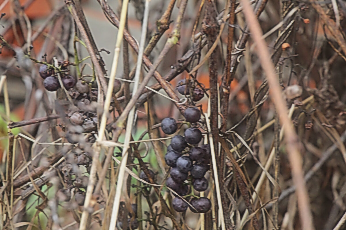 Луховицкий виноград. - Вячеслав. Синицын