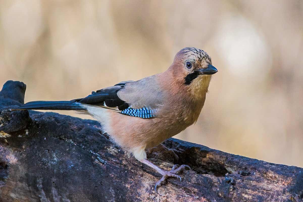 Сойка. - Nik Lovec Сойка. - Nik Lovec