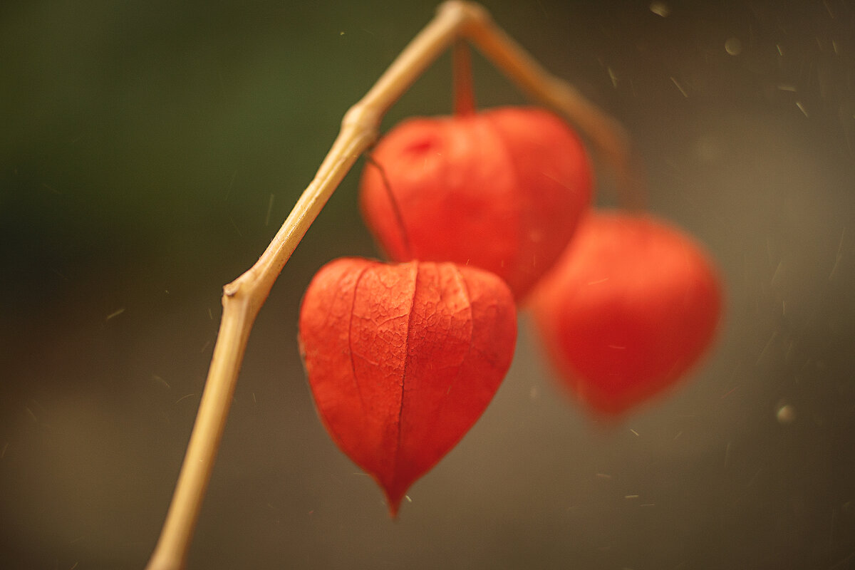 Физалис декоративный - Svetlana Galvez