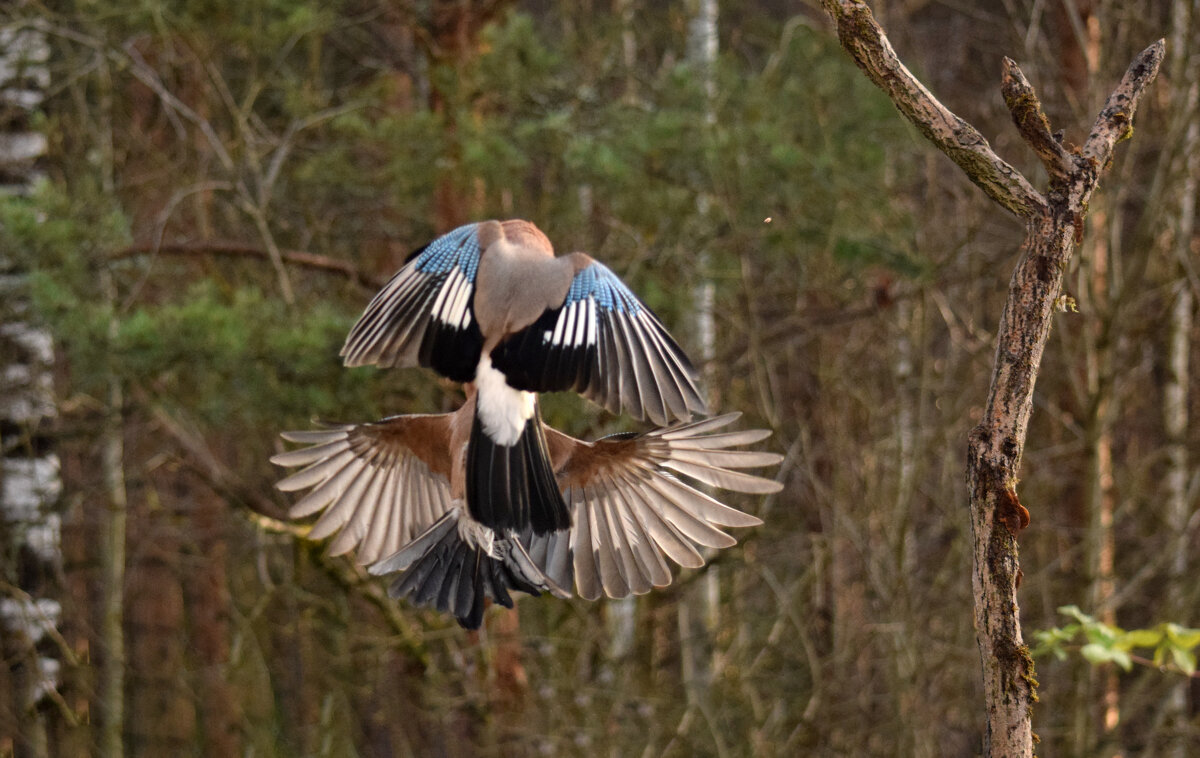 Полет - Оксана Льдинина 