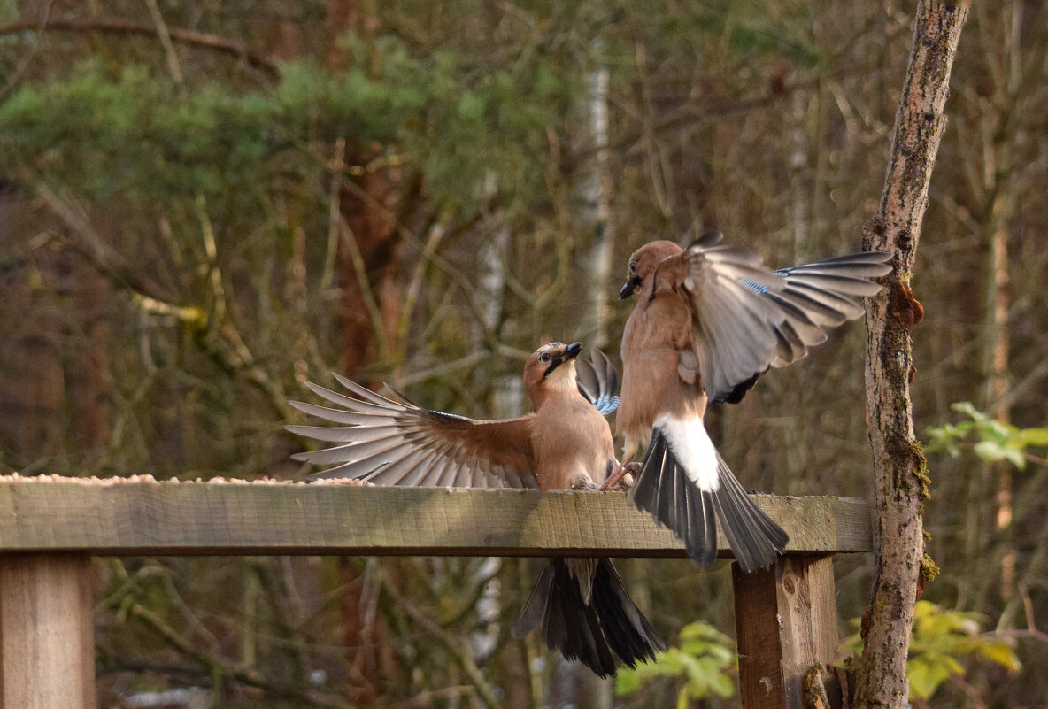 Кто главный - Оксана Льдинина 