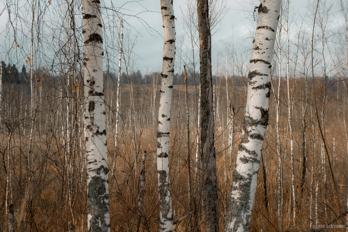 Три березы - fogmeadowww m