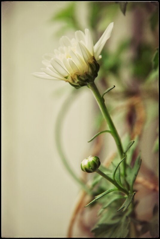 Хризантема - Руслан 