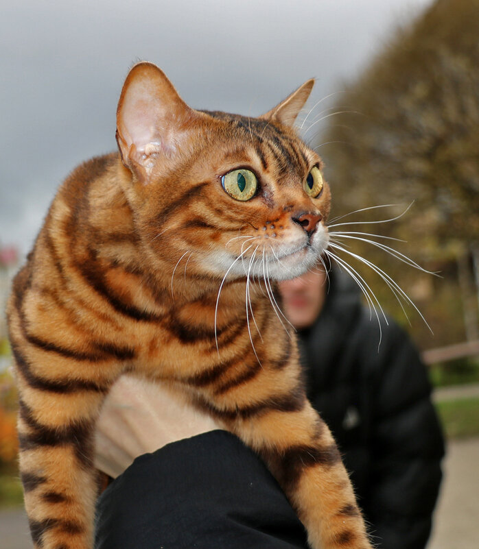 Бенгальская киса приветствует вас - Светлана 