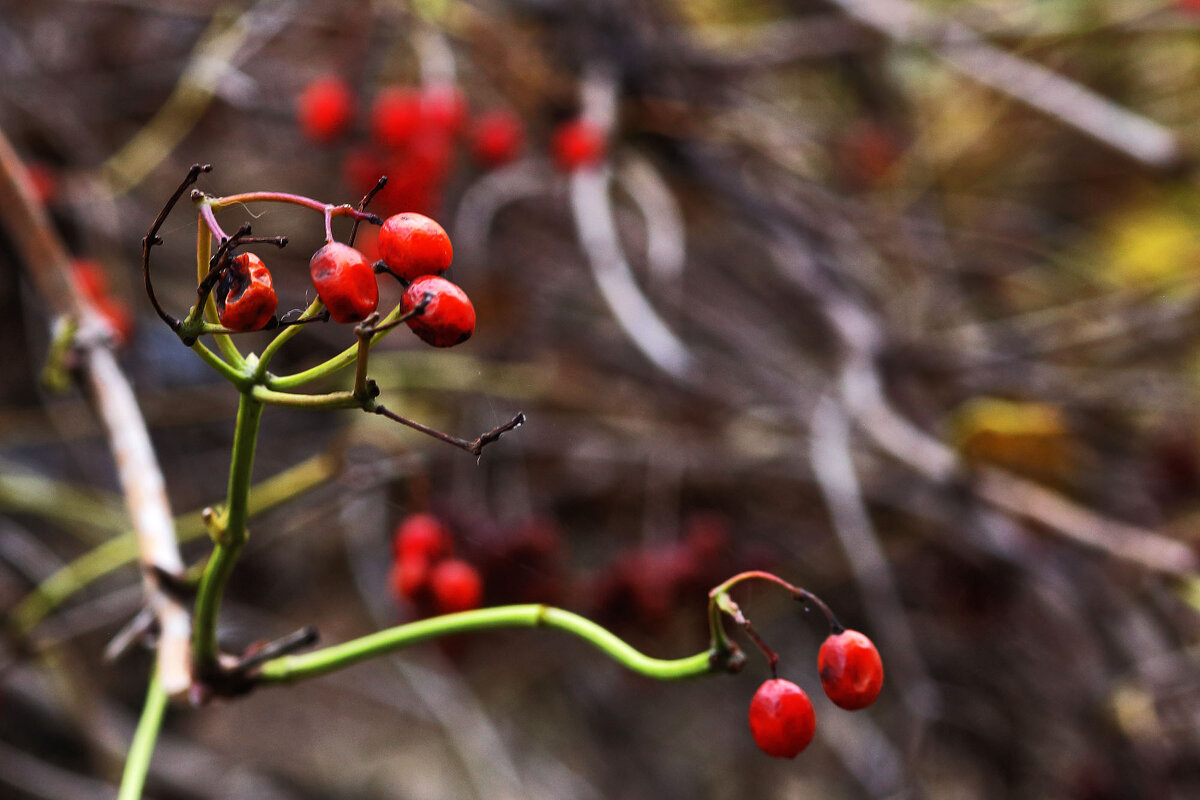 Калина - Юрий Гайворонскiий