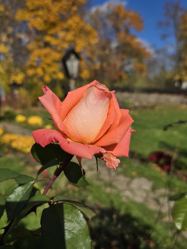 Розы октября - Nina Streapan