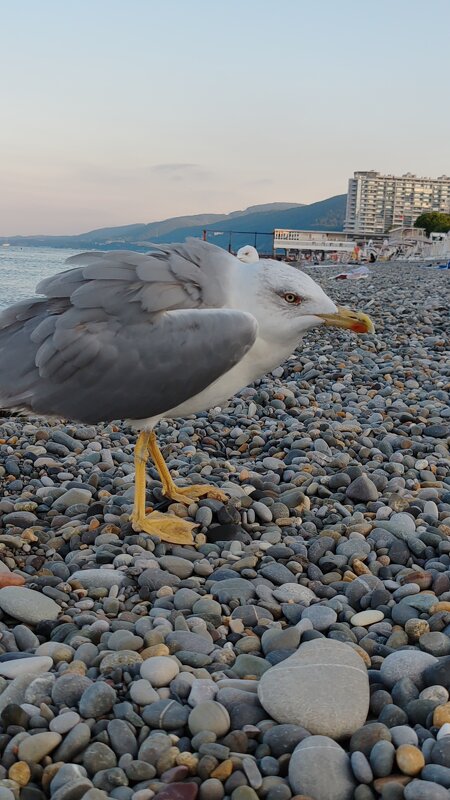 Чайка - nika555nika Ирина