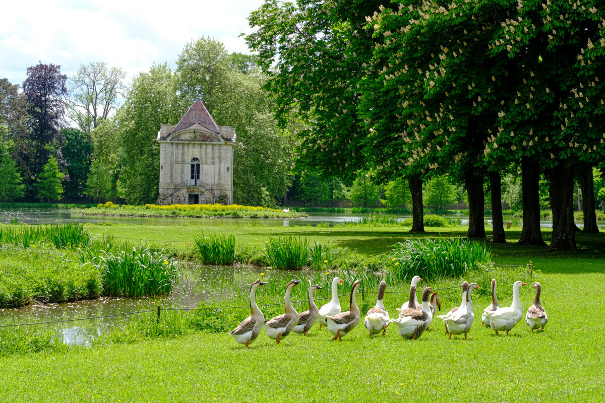 Гуси гуляют по парку замка Анси-ле-Фран - Георгий А