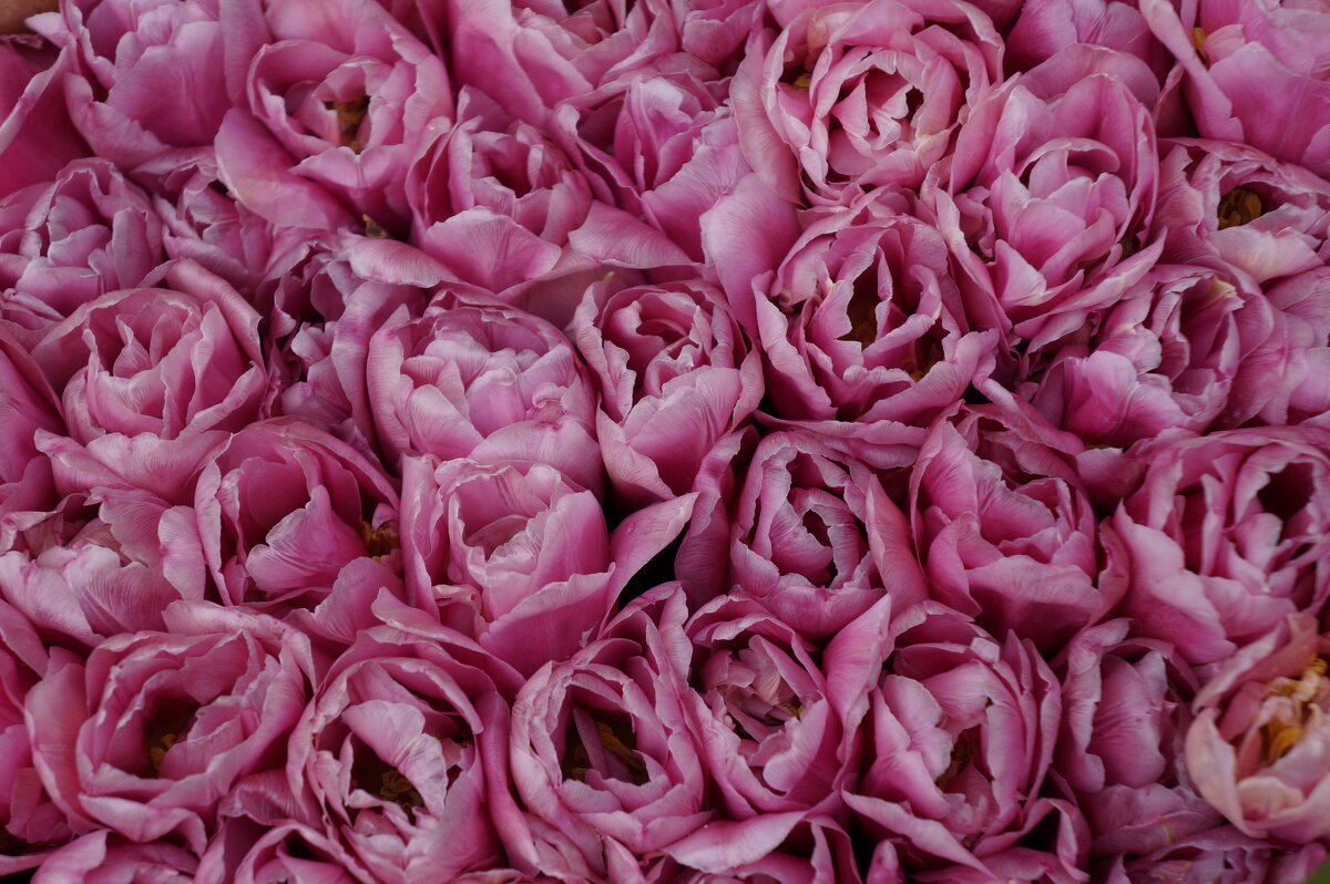 * * * - Алёна Савина