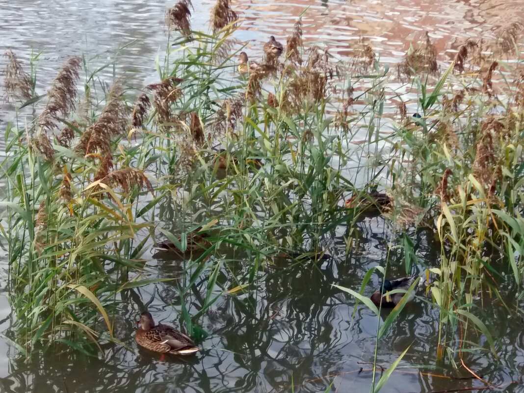 Замаскировались в камышах - Galina Solovova