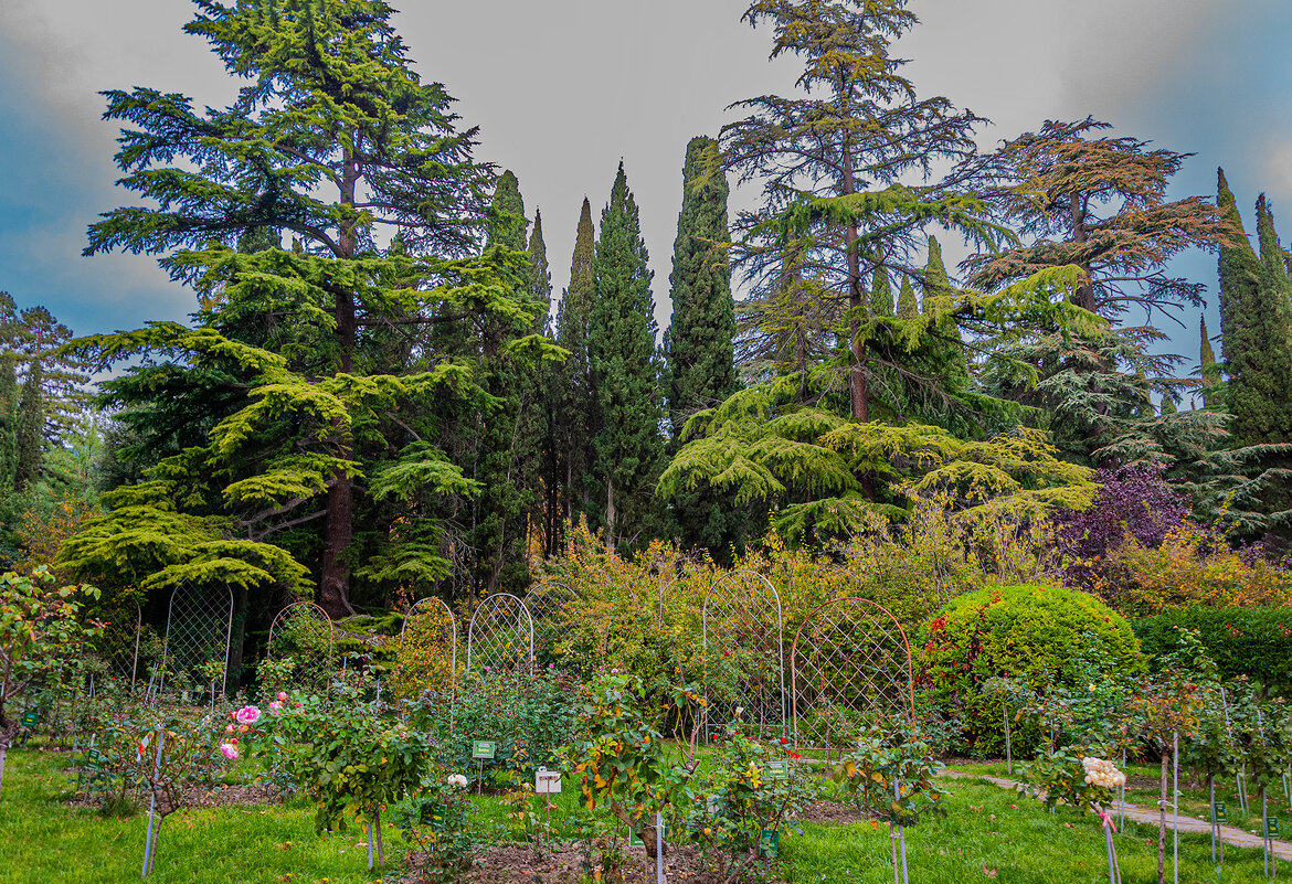 Прогулка  по Никитскому Ботаническому саду - Варвара 
