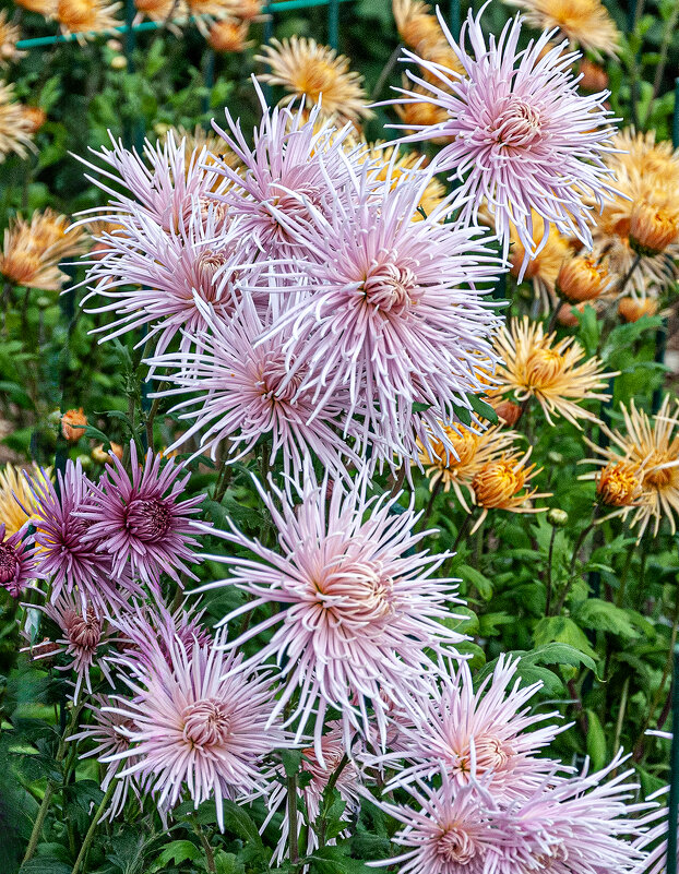 Аромат хризантем! - Варвара 