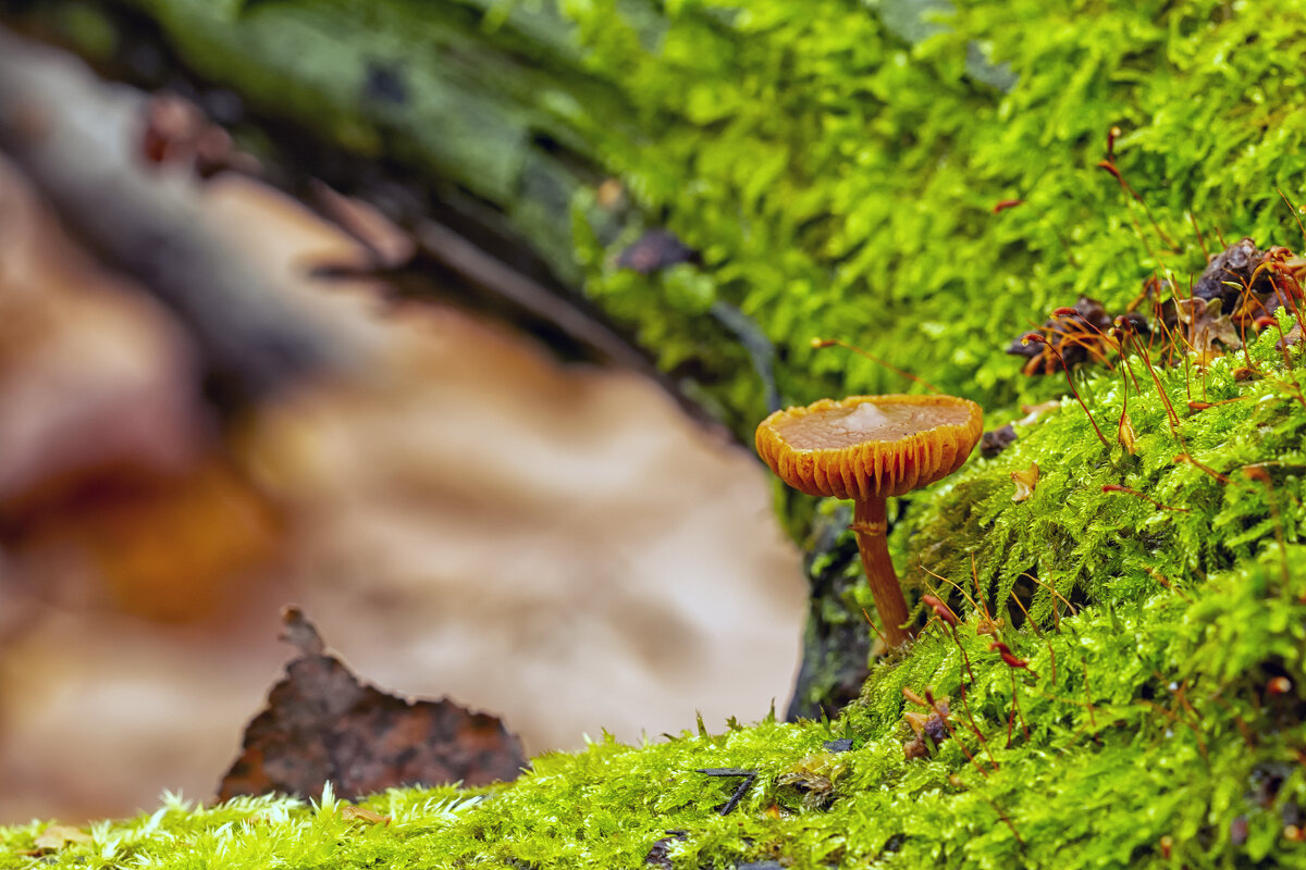 **** - Виталий Емельянов