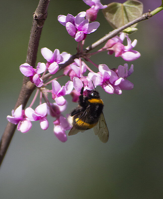 Шмель. - Александр. AVG100 ---