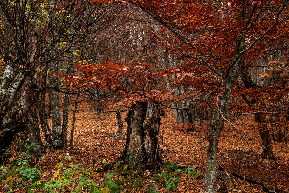 Буковый лес. - Сергей Воротников