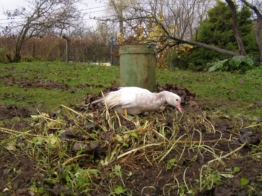 Местная беспризорница - Анна Воробьева