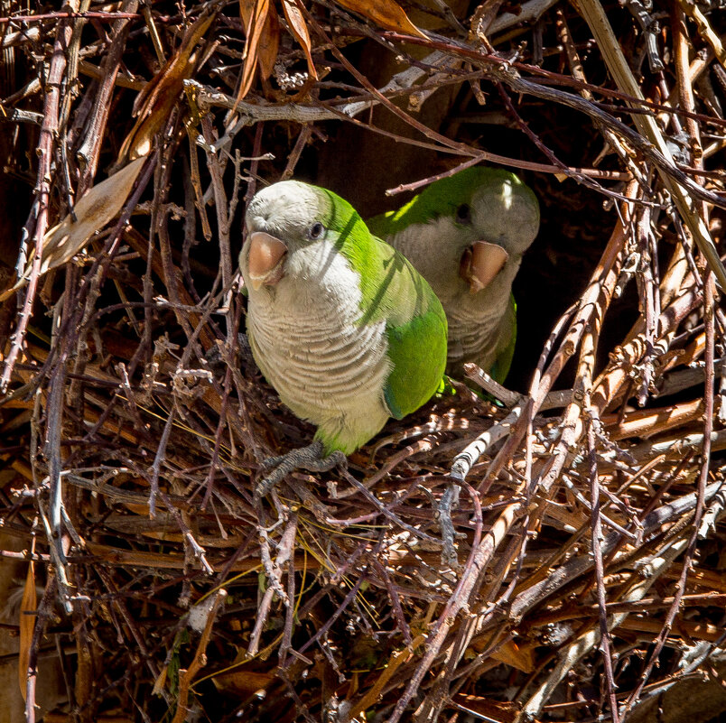Семья - Андрей 