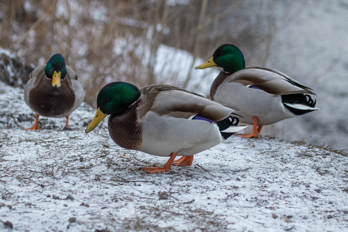Селезни. - Евгений Голубев