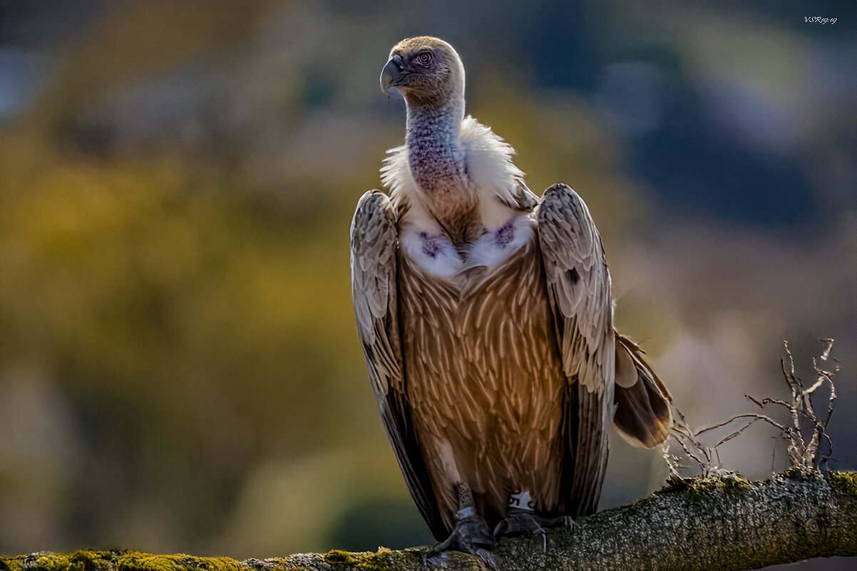 Красавчик! - Shmual & Vika Retro