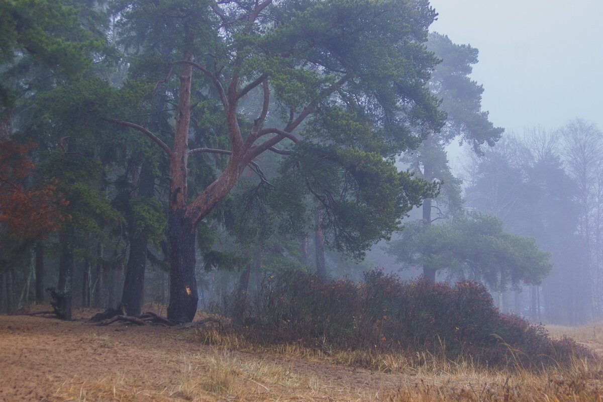 *** - Сергей  Могутов 
