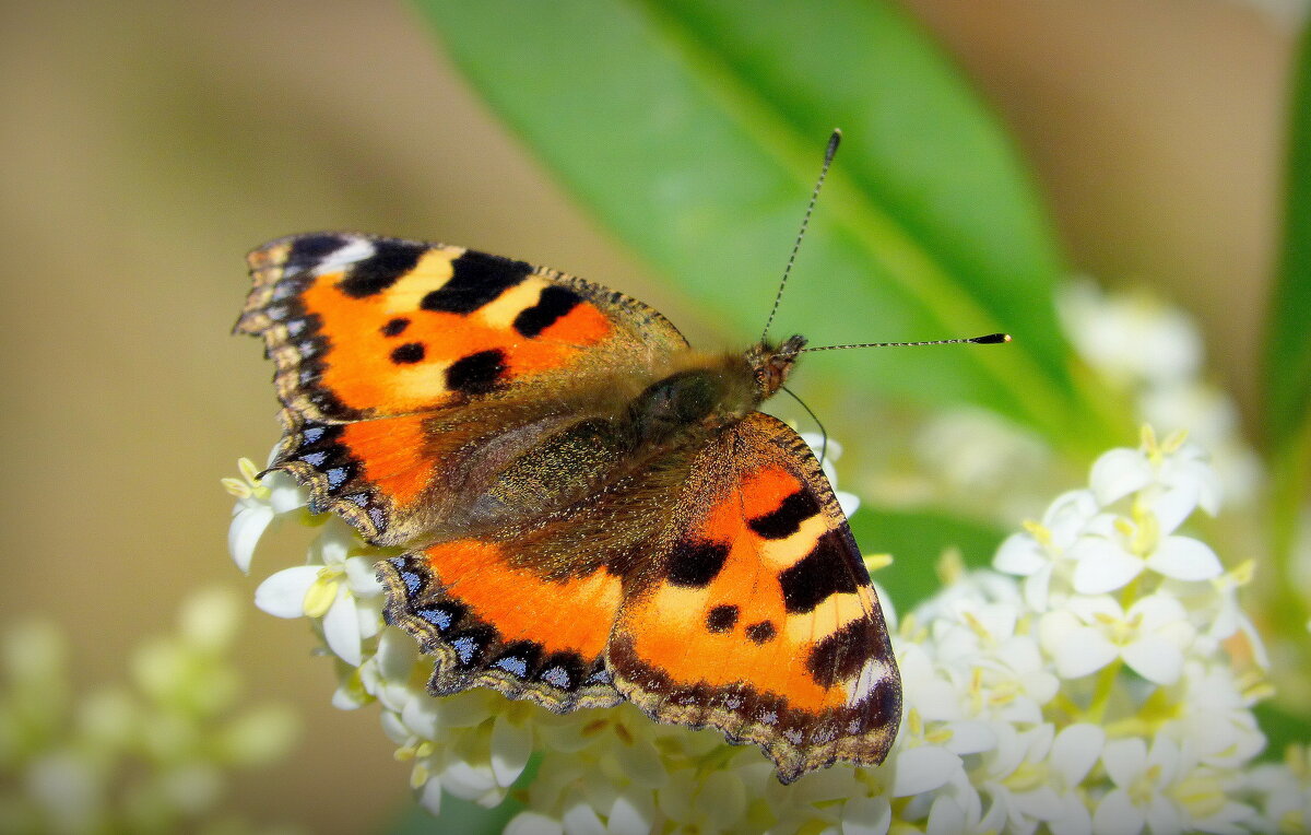 опять про бабочек...10 - Александр Прокудин