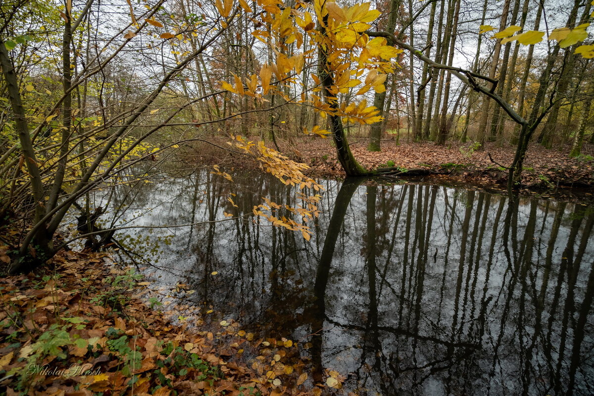 Осенью... - Николай Гирш Осенью... - Николай Гирш