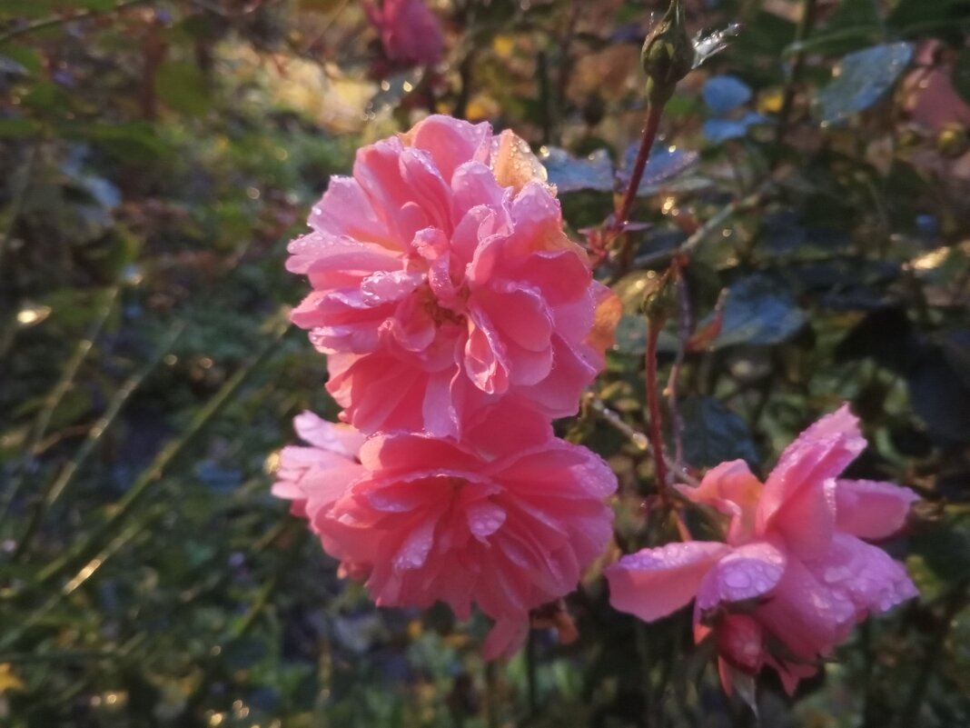 Роза - Сапсан 