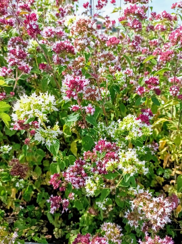 Прогулка по променаду Круизного терминала - Veera V