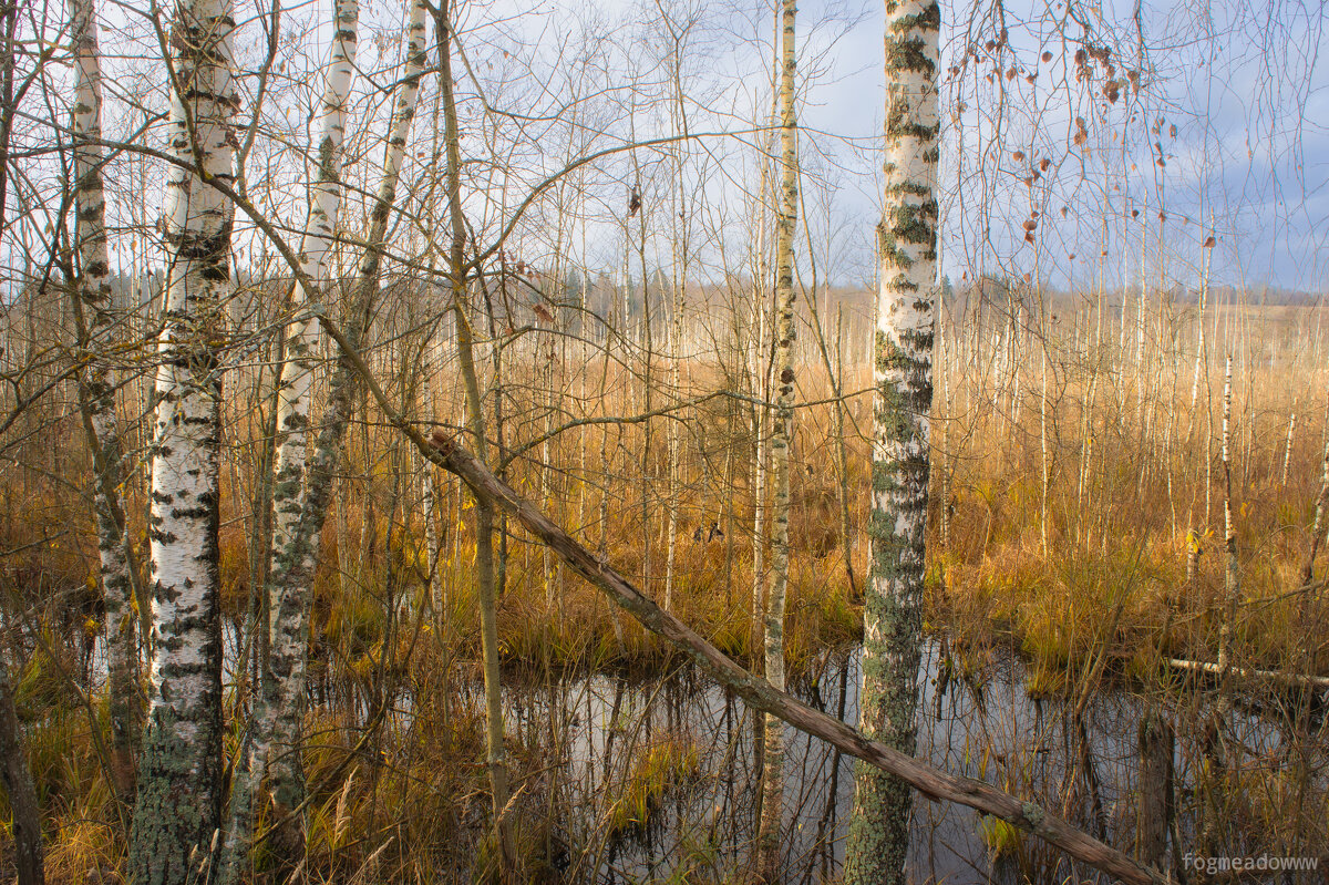 без названия - fogmeadowww m без названия - fogmeadowww m