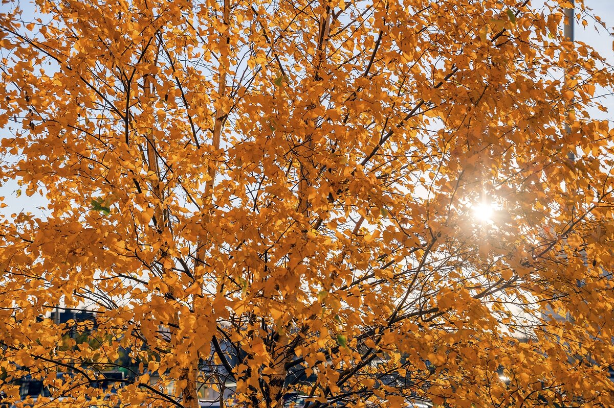 Стойкая берёза. Другие совсем потеряли листья - Валерий Иванович