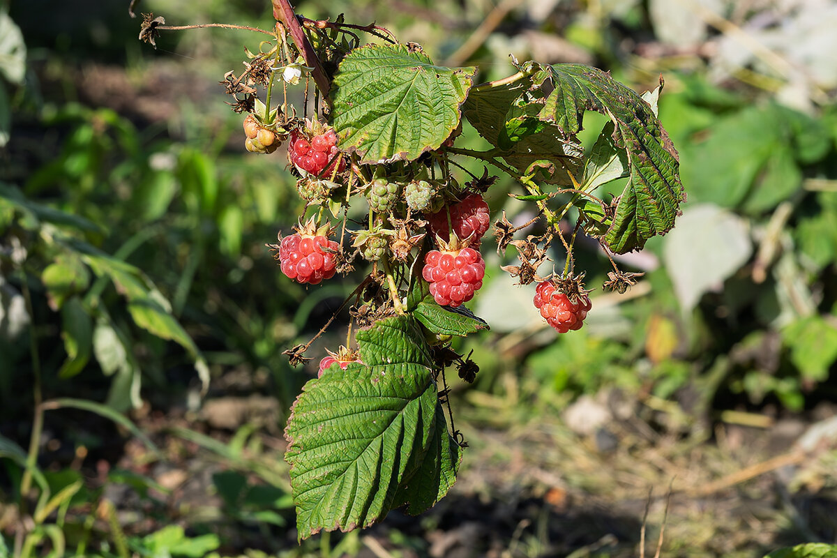 17 октября 2025 Малина в моем огороде - Игорь Сикорский