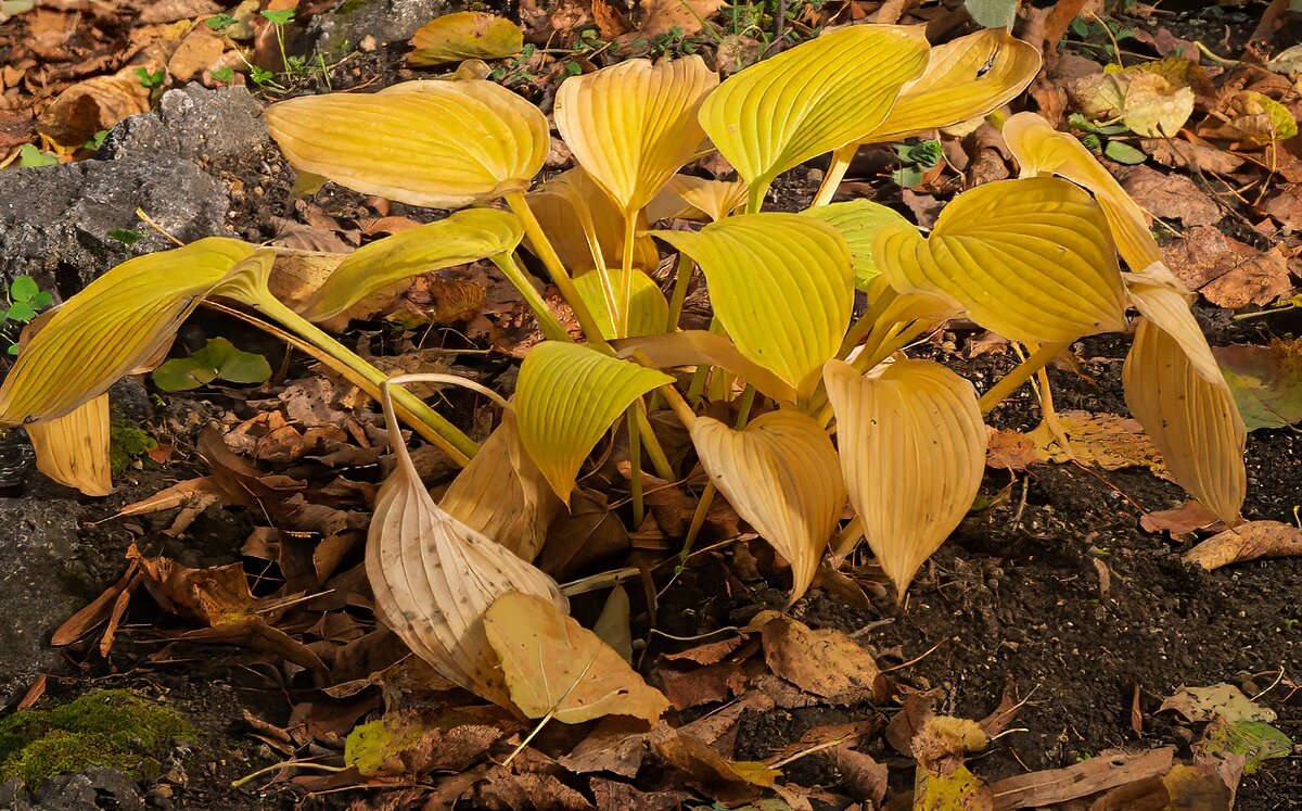 18 октября 2025 Лопуховая хоста - Игорь Сикорский