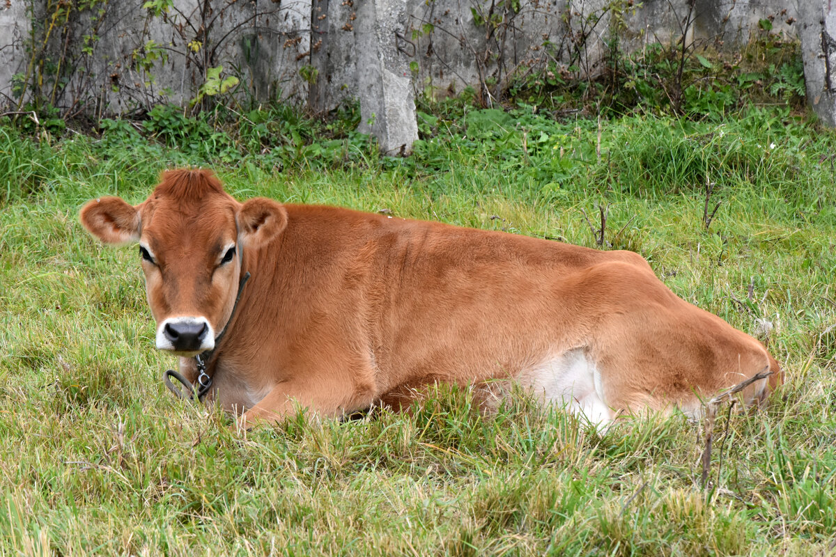 Московская область. Серпухов. Ферма «Русский страус». - Наташа ***** Московская область. Серпухов. Ферма «Русский страус». - Наташа *****