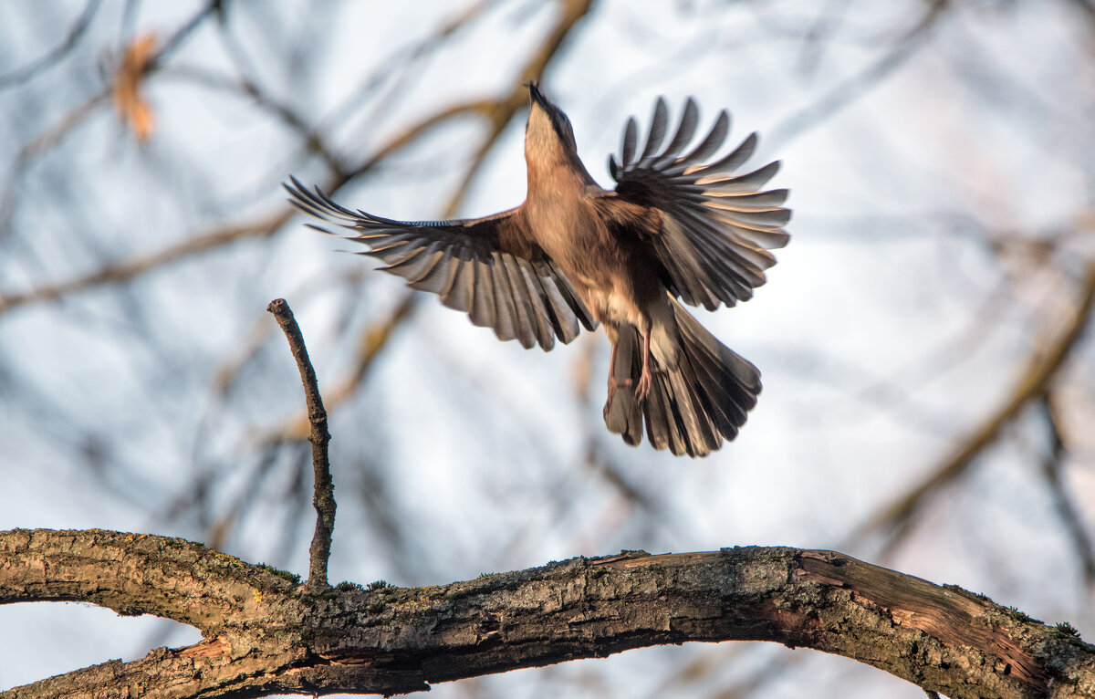 Сойка - Владимир Безбородов