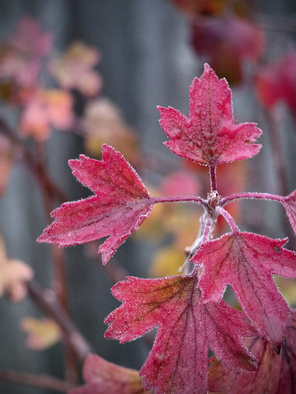 Листья йошты - Валерий Ткаченко Листья йошты - Валерий Ткаченко