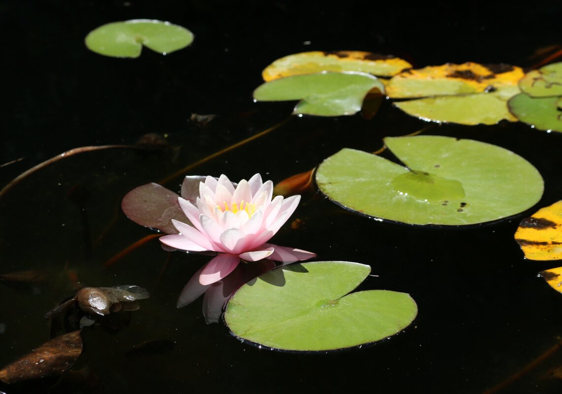 Есть в графском парке... - Ольга 