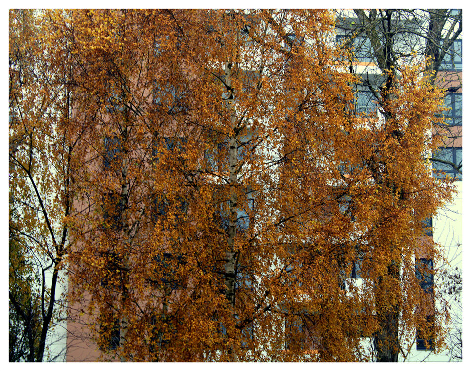 а за окном осень.... - Aleksandr Gal