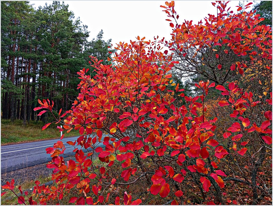 Ноябрь на Куршской косе. - Валерия Комова