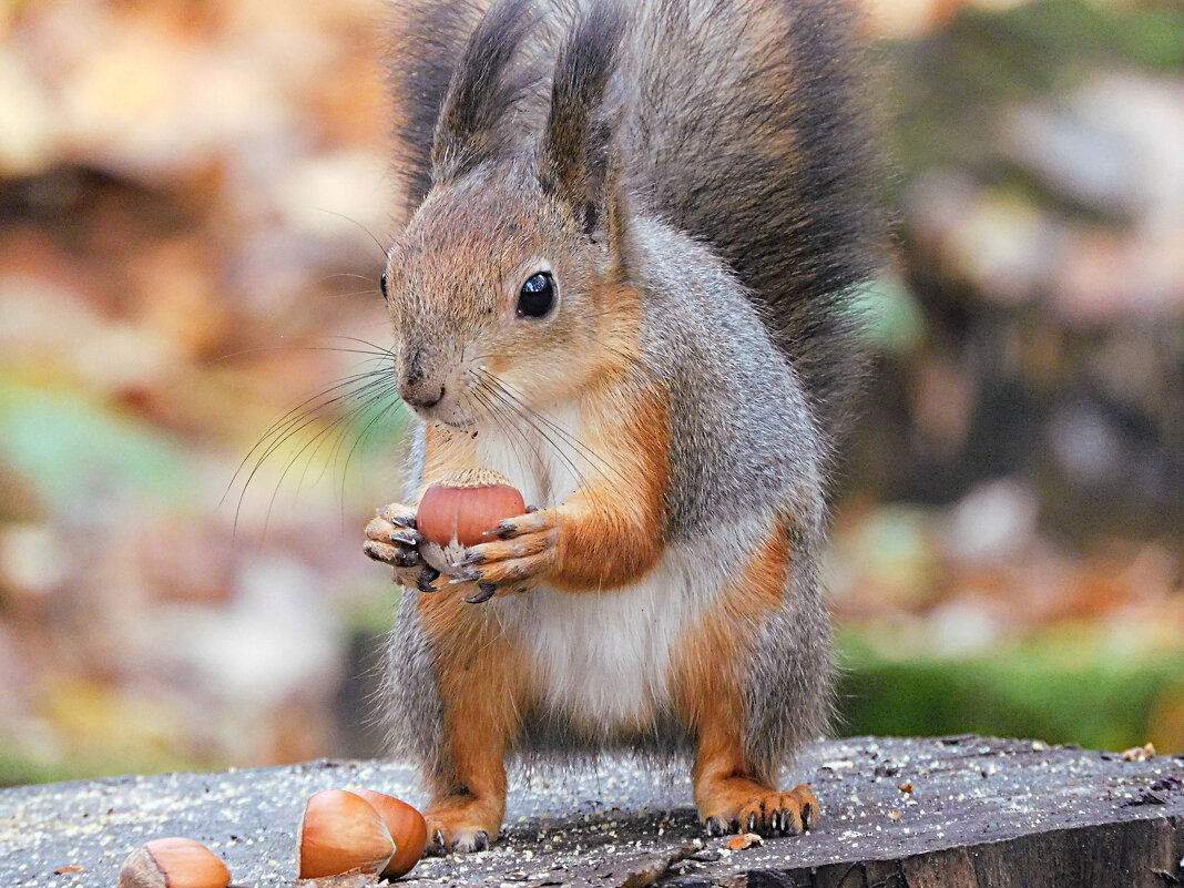 Белка - Лина 