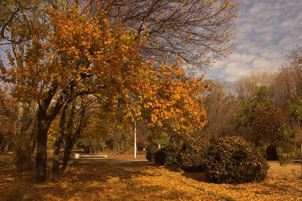 Золотая осень - Оксана Новик 